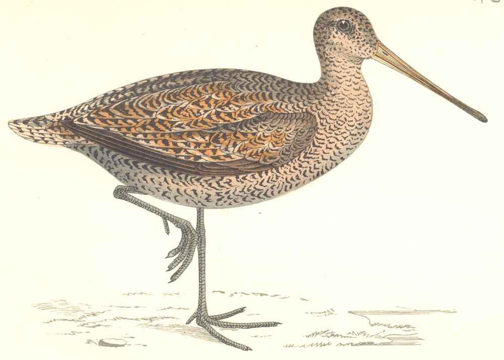 BIRDS. Sabine's Snipe. Found in Europe. Sabine's Snipe (Morris) 1865 old print